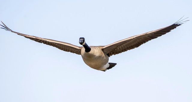 Goose in flight