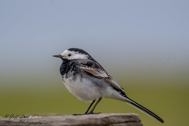 DSC4108  Pied Wagtail....