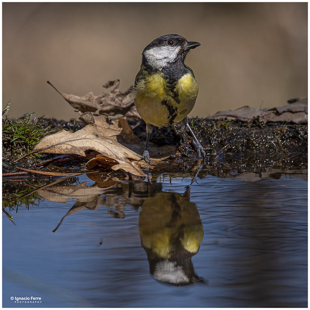 Great Tit reflection