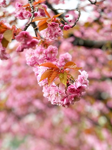 Cherry blossoms | by cattan2011