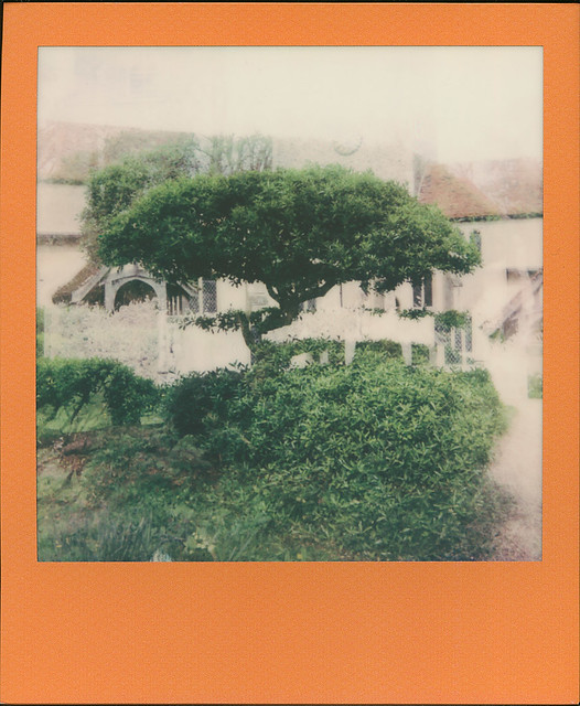 Yew Tree - Polaroid Multi Exposure