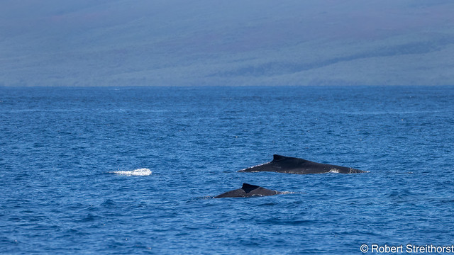 Two Humpbacks are better than One