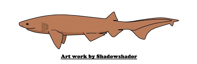 Extinct sixgill shark (Hexanchus agassizi†)