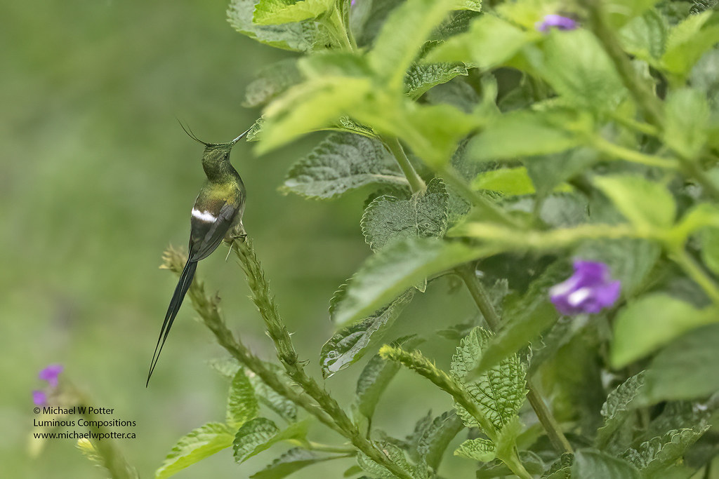 Wire-crested Thorntail male