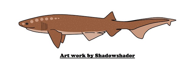 Extinct sixgill shark (Hexanchus andersoni†)