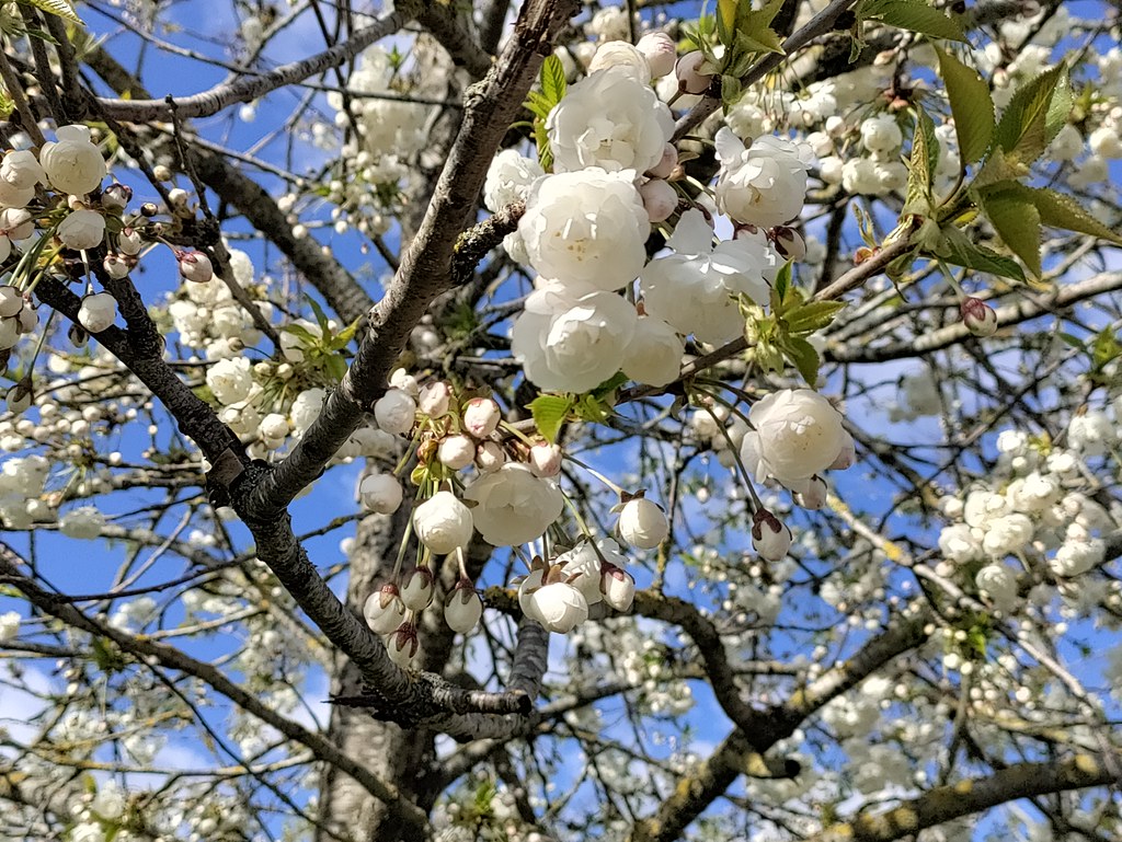 Spring Blossom on the Vale of Evesham Blossom Trail 