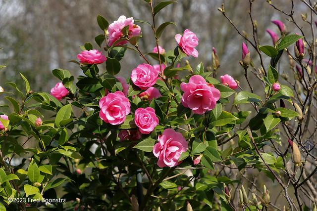 Spring in our garden with the “Camellia Japonica”