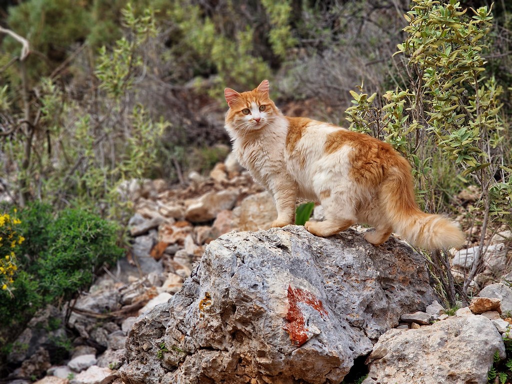 Cat friend we made during our hike from Çukurbağ to Kaş.