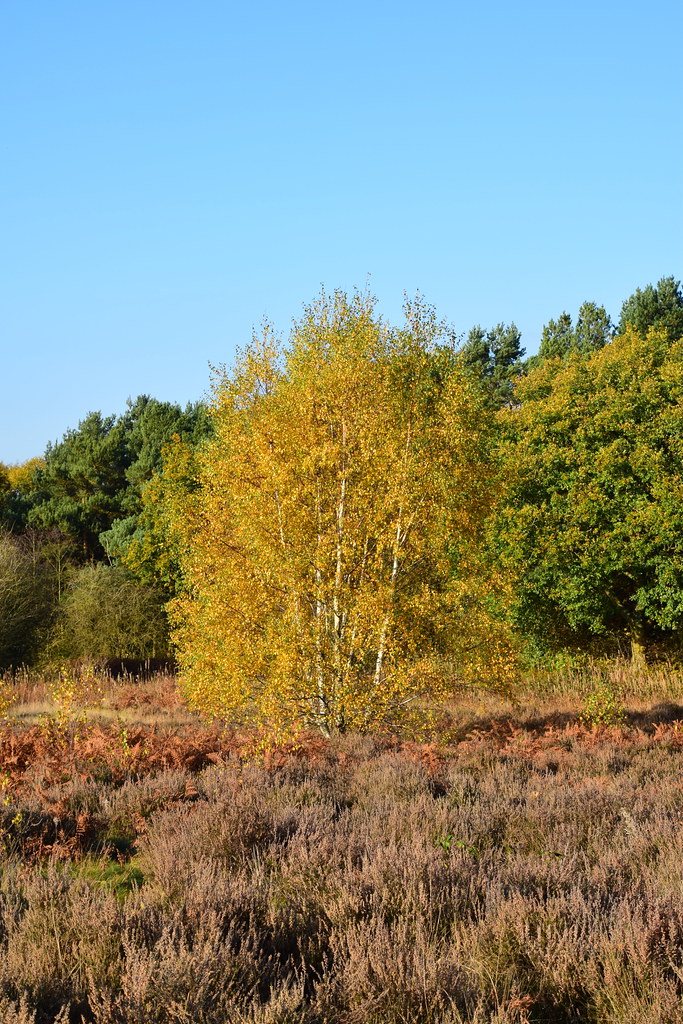 22CAN087 Silver birch, Shoal Hill Common, autumn