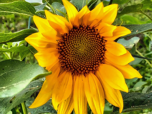 Volunteer sunflower under the bird feeder.