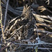 Flickr photo 'Follow the Wilson's Snipe' by: Phil's 1stPix.