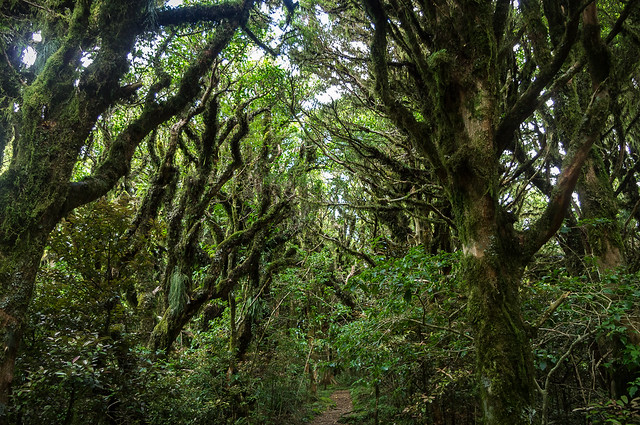 Primary Forest, Taranaki, New Zealand
