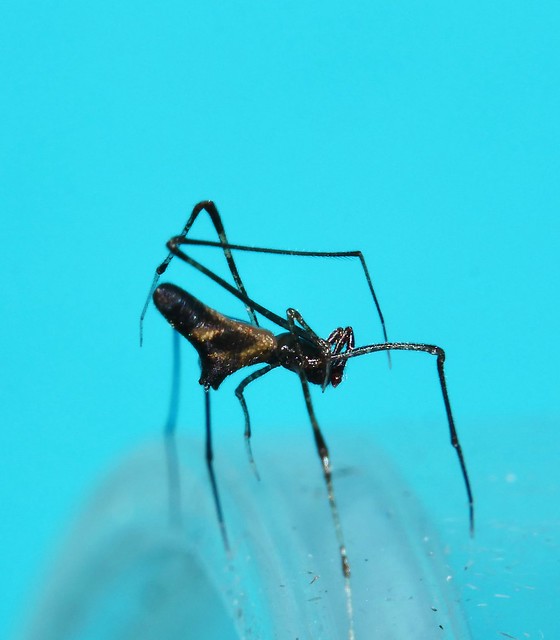 Long-legged Stretch Thief Spider Rhomphaea sp. Theridiidae Araneomorphae Araneae Mandalay Rainforest Airlie Beach P1040762
