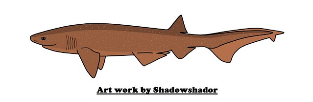 Extinct sixgill shark (Hexanchus casieri†)