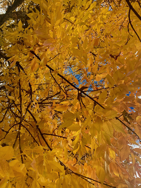 Autumn Colors in Ashland