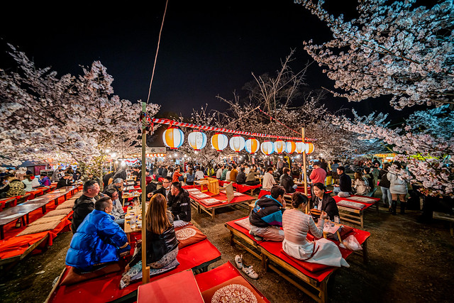 Kyoto Sakura Festival