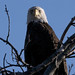 Flickr photo 'Bombay Hook Bald Eagle Stare Down' by: Phil's 1stPix.