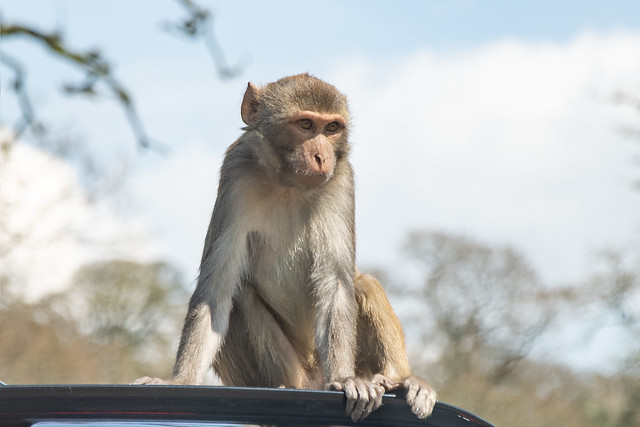 Monkey hitchhiker, Longleat Safari Park