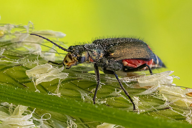 Common Malachite-Beetle (Malachius bipustulatus)