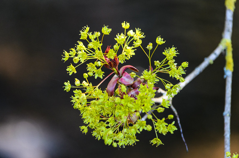 Maple flowers over Penk, Perton