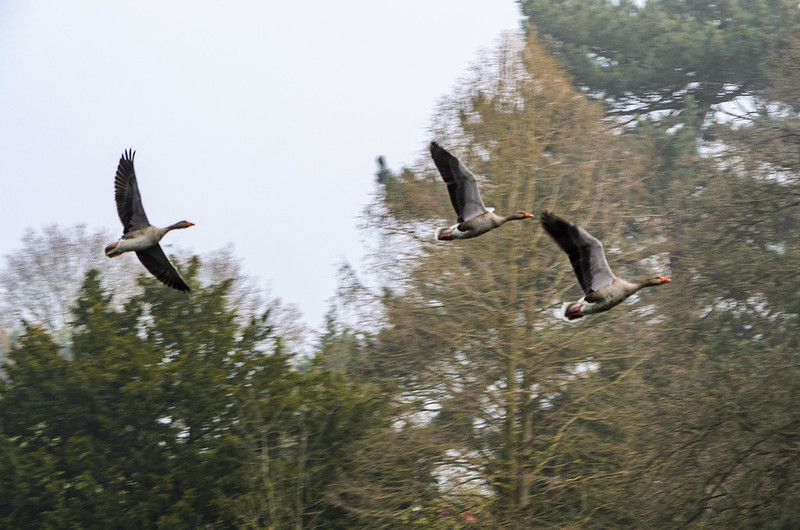 Greylags circling the island