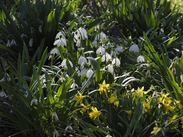 Galanthus Bed