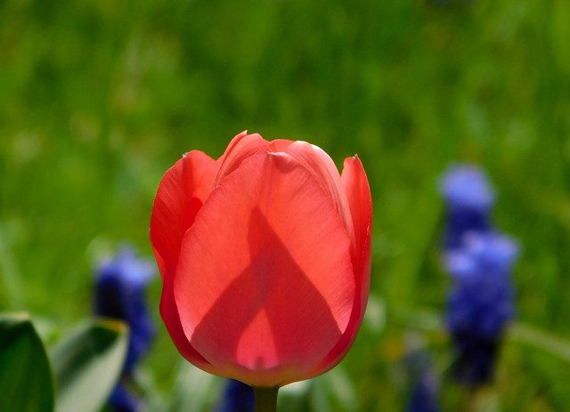 Sezon na tulipany.