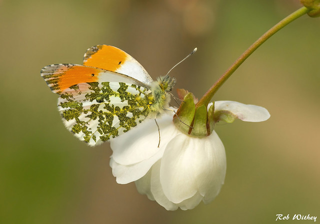 Orange Tip Butterfly (anthocharis cardamines)