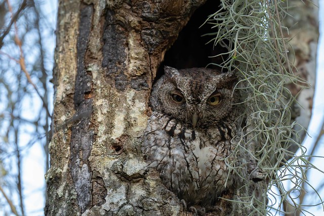Screech Owl Nesting DSC00018