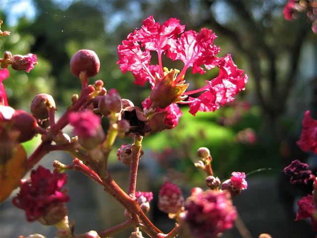 The Last of the Crepe Myrtle Blossoms