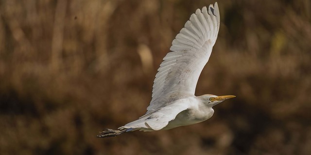 Evening Flight - Cattle Egret