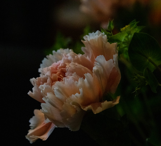 Carnation (Dianthus)