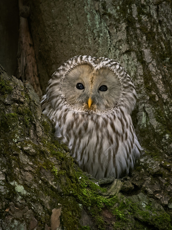Ural Owl behavior