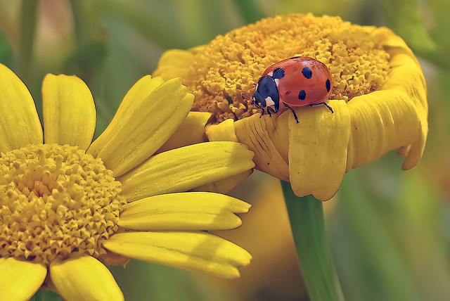 ladybug on yellow