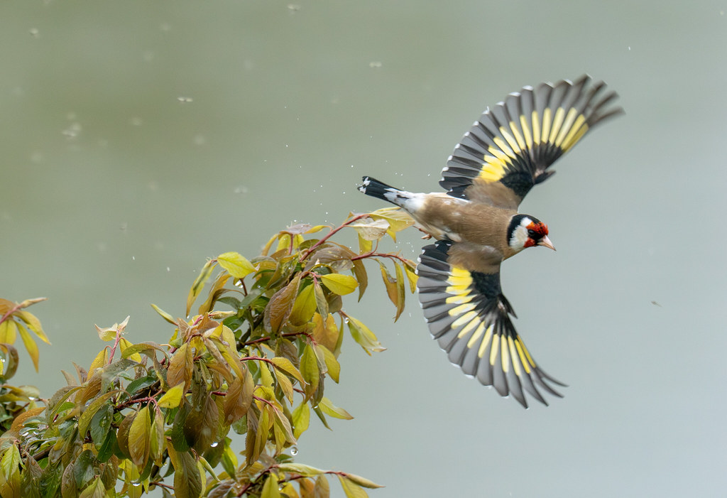 Goldfinch take off!