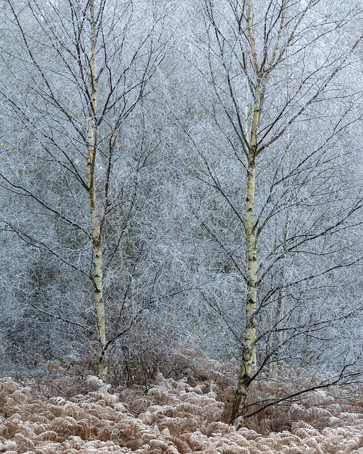 Frosted Birch