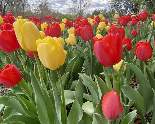 landscape scenery spring april naturephotography nature city green red yellow garden plants flowers tulips