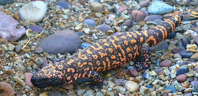 A Gila Monster wandered through our back yard.