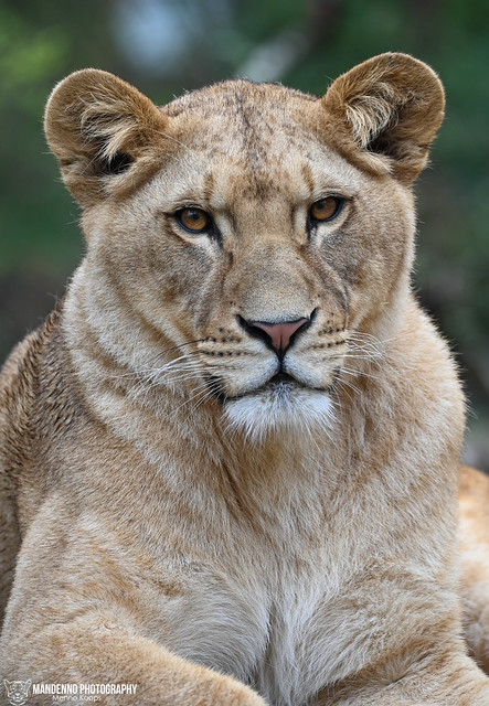 African lioness - Zoo Amneville