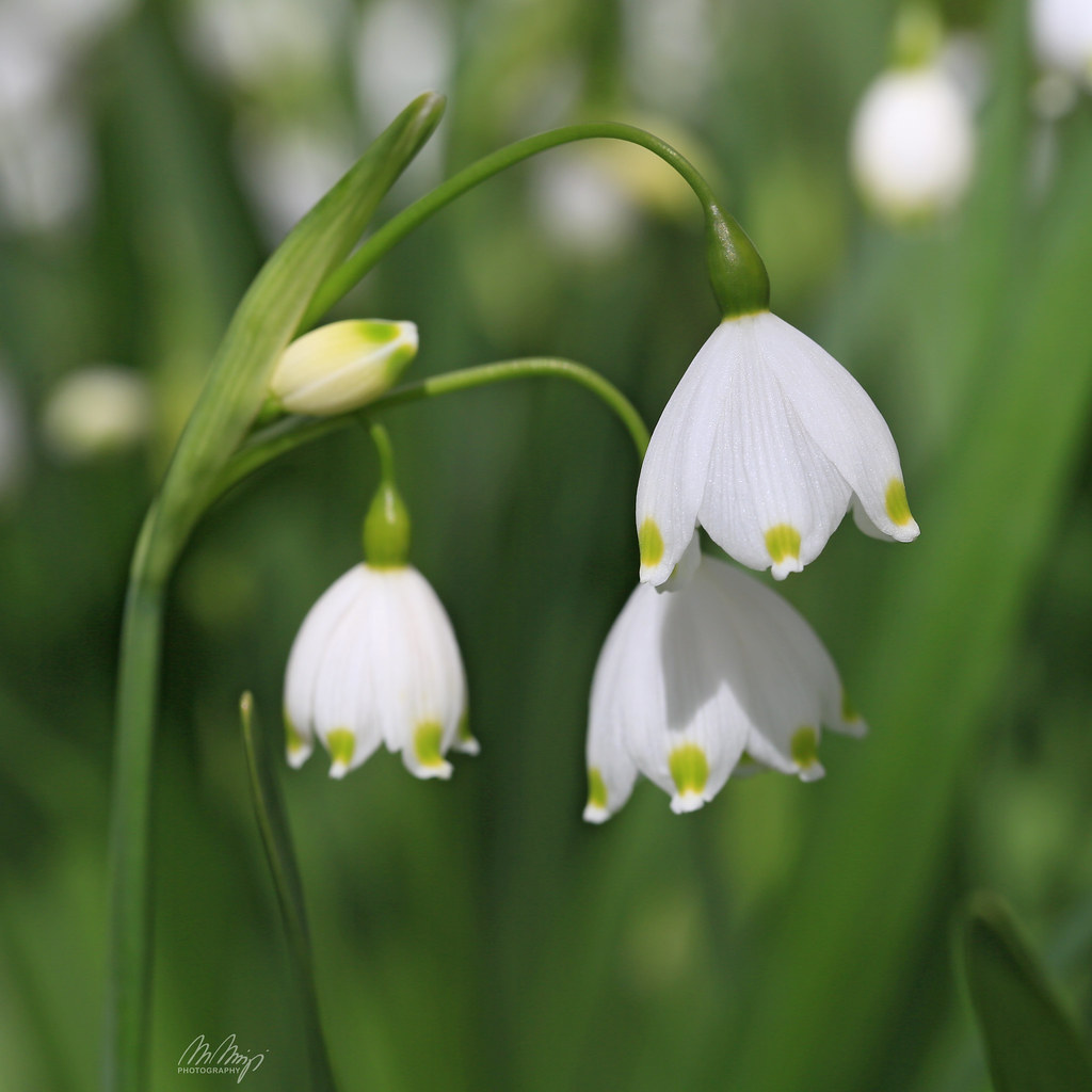 Spring Greetings | Spring Snowflake 2023 © Monika Müthing - … | Flickr