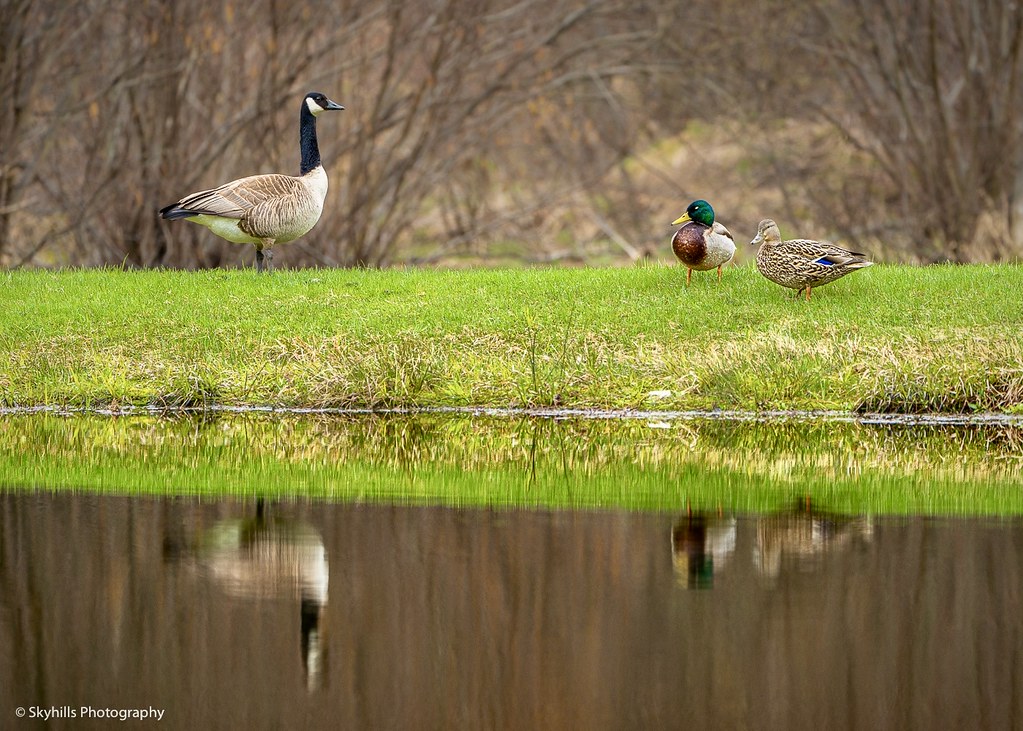 Canadian geese and mallard ducks are frequent visitors to the backyard pond.