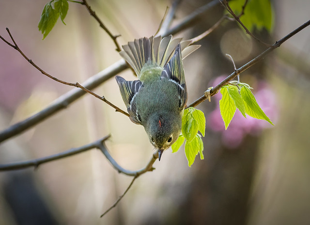 Ruby-crowned Kinglet at Ewing-3