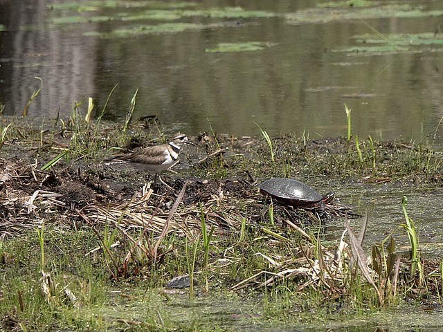 Kildeer checking out the Painted Turtle