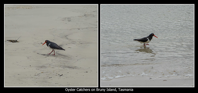 Oyster Catchers on Bruny Island, Tasmania