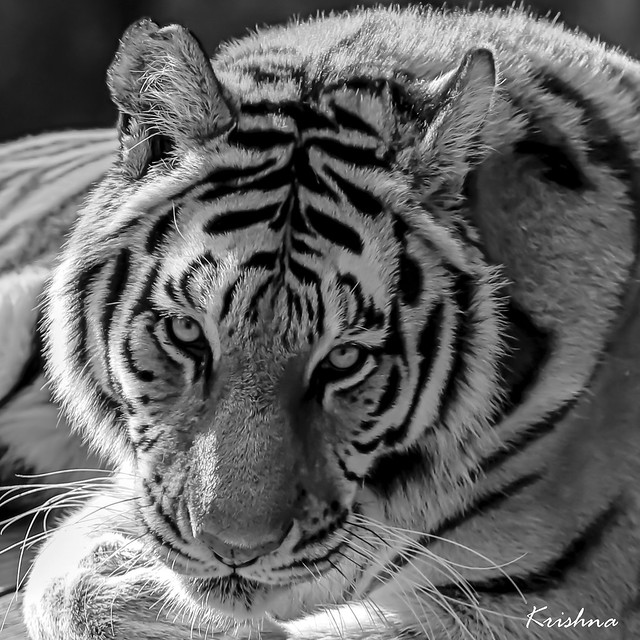 Royal Bengal Tiger -LR9A2818-B&W Congrats on Explore! ⭐️ April 27, 2023  #70