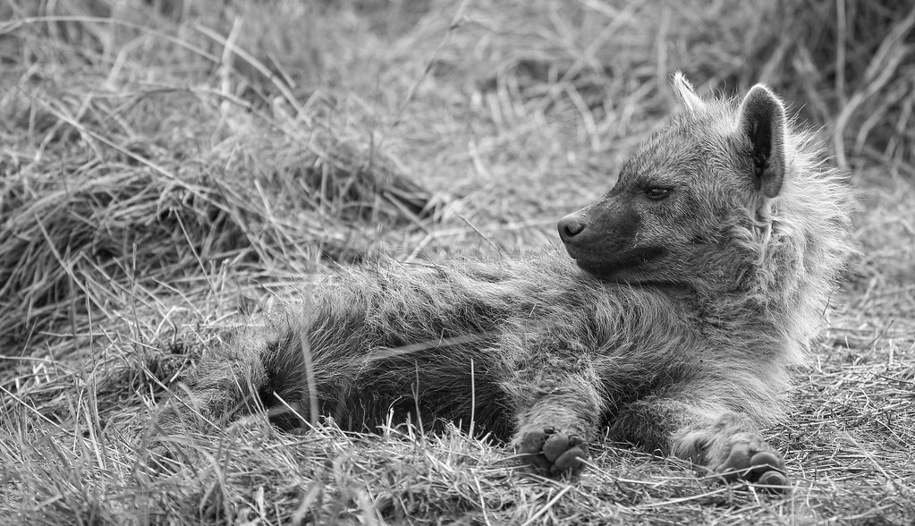 International Hyena Day -  27th April, 2023