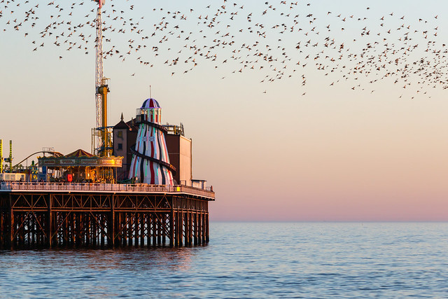 Starlings and Brighton Pier
