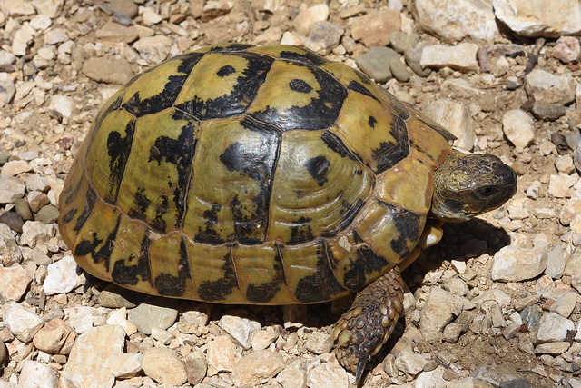Hermann's tortoise – Testudo hermanni boettgeri
