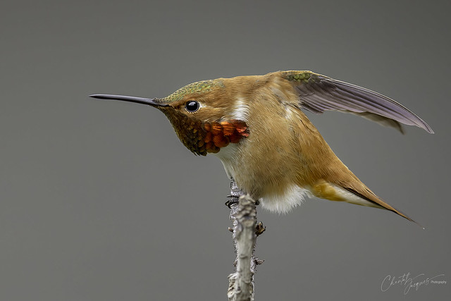 Le bien-aimé (the loved One)- Rufous Hummingbird