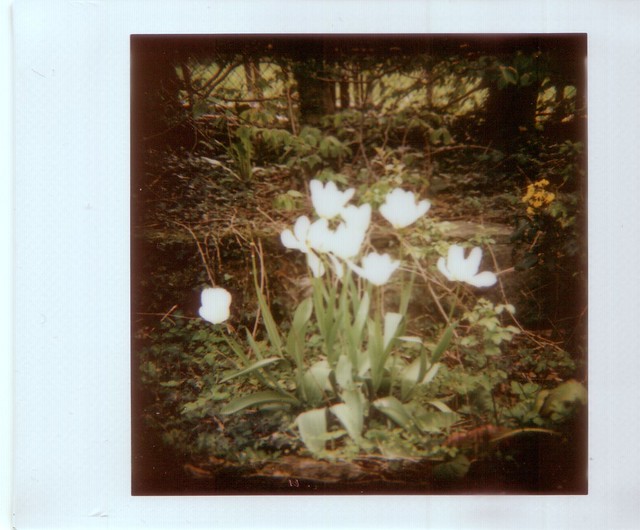 Tulips White